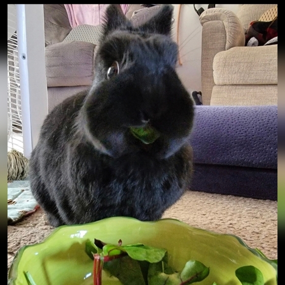 10mm Sugilite Bracelet - Picture 8 of 9